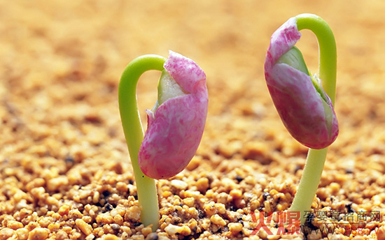 貝士奇讓植物能量無限爆發(fā)